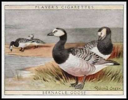 6 Bernacle Goose